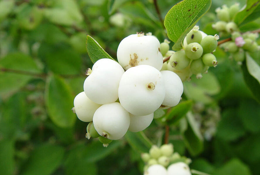 Pámelník bílý - Symphoricarpos albus