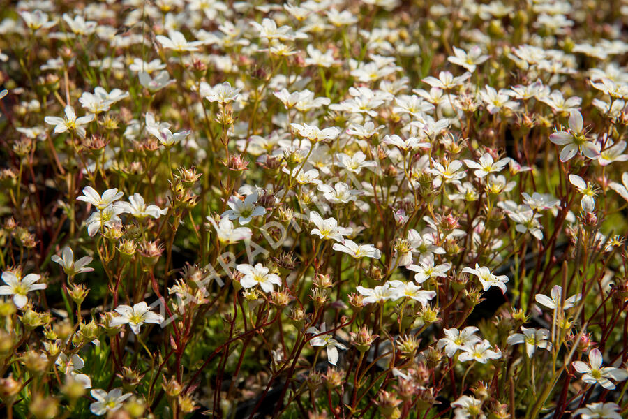 Lomikámen arendsův 'Highlander White and Red' - Saxifraga x arendsii 'Highlander White and Red'