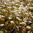 Lomikámen arendsův 'Highlander White and Red' - Saxifraga x arendsii 'Highlander White and Red'