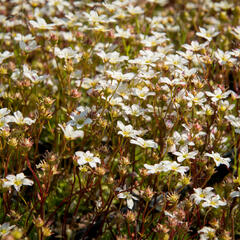 Lomikámen arendsův 'Highlander White and Red' - Saxifraga x arendsii 'Highlander White and Red'