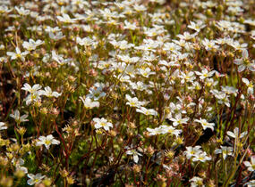 Lomikámen arendsův 'Highlander White and Red' - Saxifraga x arendsii 'Highlander White and Red'