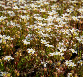 Lomikámen arendsův 'Highlander White and Red' - Saxifraga x arendsii 'Highlander White and Red'