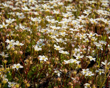 Lomikámen arendsův 'Highlander White and Red'