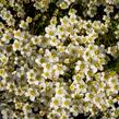 Lomikámen arendsův 'Highlander White and Red' - Saxifraga x arendsii 'Highlander White and Red'