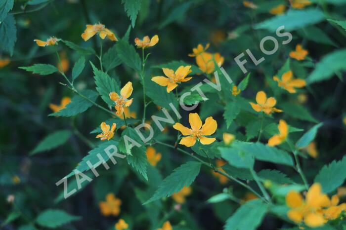 Zákula japonská - Kerria japonica