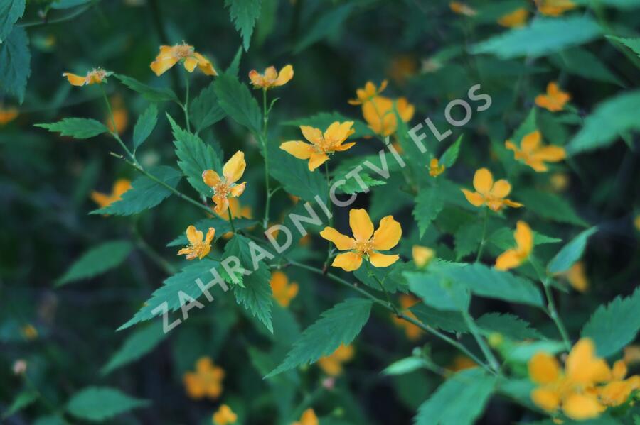 Zákula japonská - Kerria japonica