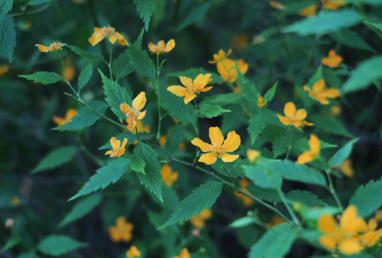 Zákula japonská - Kerria japonica