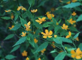 Zákula japonská - Kerria japonica