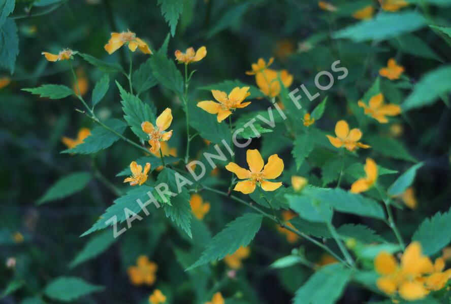 Zákula japonská - Kerria japonica