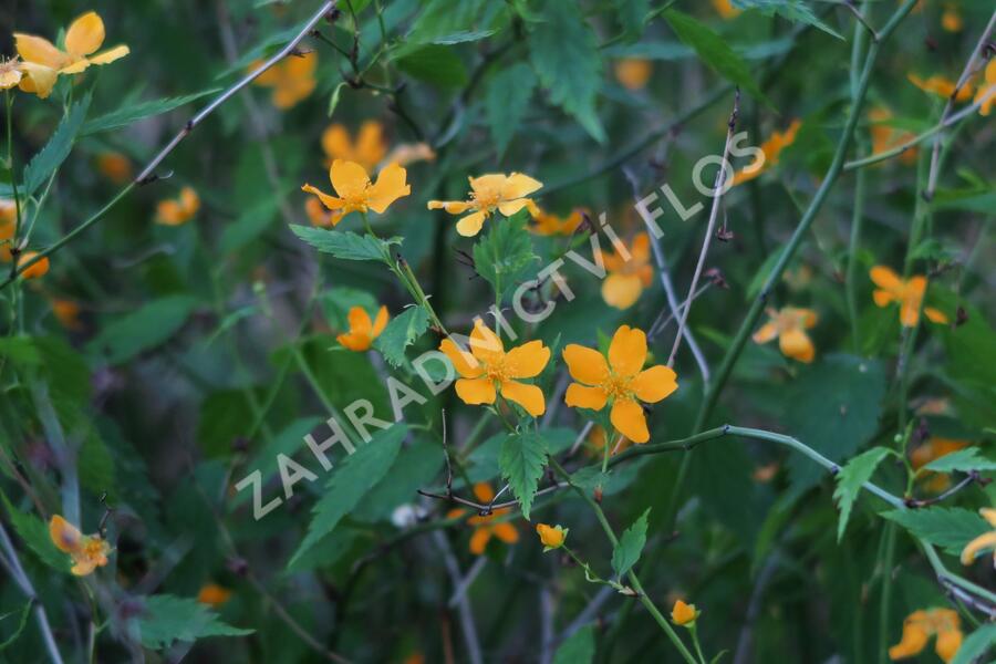 Zákula japonská - Kerria japonica