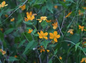 Zákula japonská - Kerria japonica