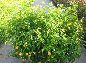 Zákula japonská - Kerria japonica