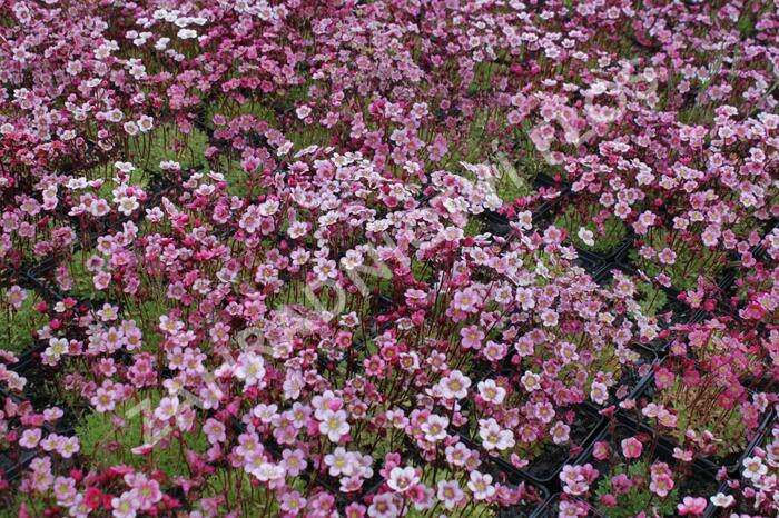 Lomikámen arendsův 'Highlander Rose Shades' - Saxifraga x arendsii 'Highlander Rose Shades'