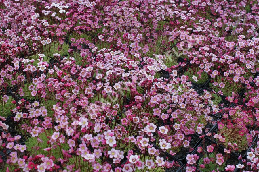 Lomikámen arendsův 'Highlander Rose Shades' - Saxifraga x arendsii 'Highlander Rose Shades'