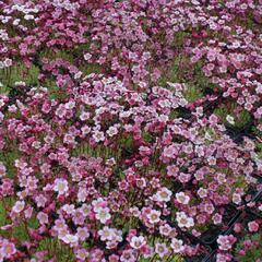 Lomikámen arendsův 'Highlander Rose Shades' - Saxifraga x arendsii 'Highlander Rose Shades'