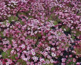 Lomikámen arendsův 'Highlander Rose Shades'