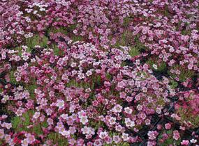 Lomikámen arendsův 'Highlander Rose Shades' - Saxifraga x arendsii 'Highlander Rose Shades'