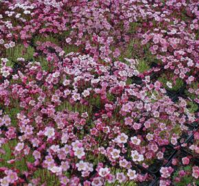 Lomikámen arendsův 'Highlander Rose Shades' - Saxifraga x arendsii 'Highlander Rose Shades'