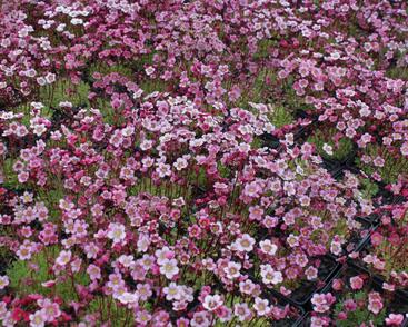 Lomikámen arendsův 'Highlander Rose Shades'