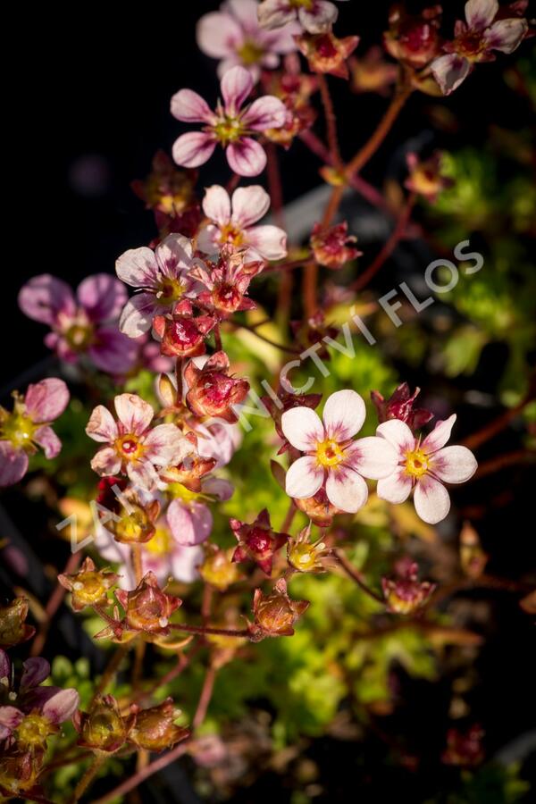 Lomikámen arendsův 'Highlander Rose Shades' - Saxifraga x arendsii 'Highlander Rose Shades'
