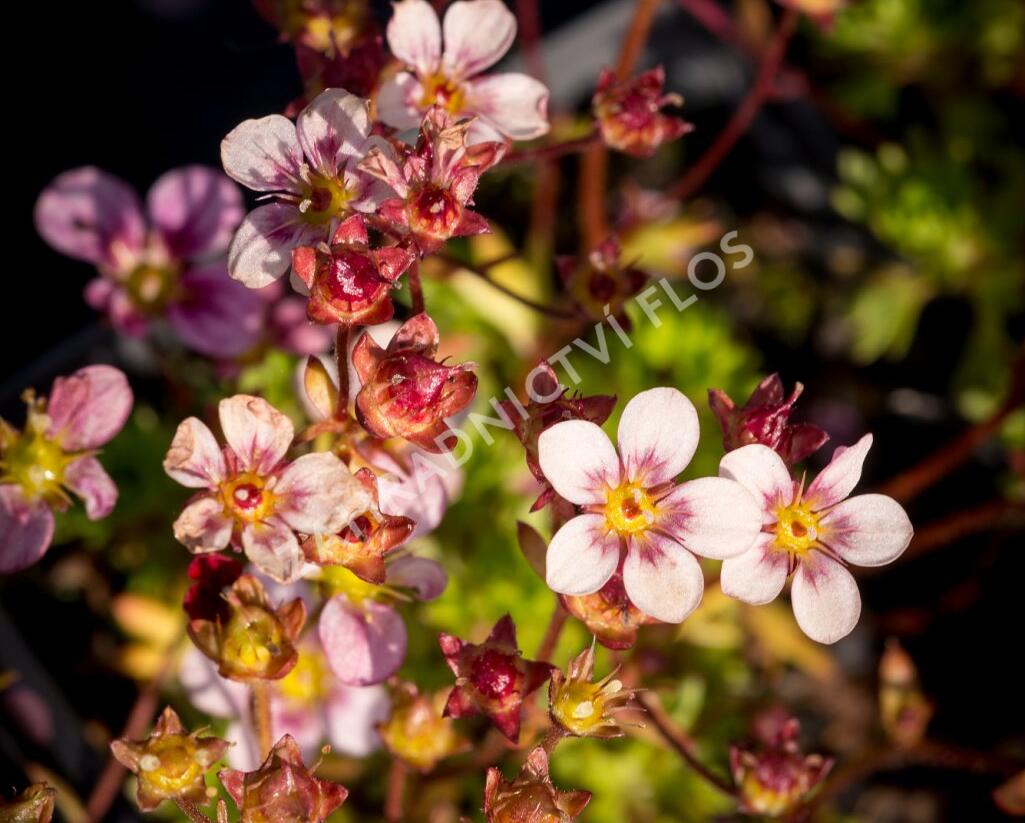 Lomikámen arendsův 'Highlander Rose Shades' - Saxifraga x arendsii 'Highlander Rose Shades'