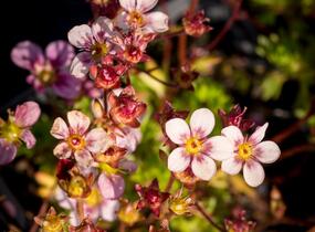 Lomikámen arendsův 'Highlander Rose Shades' - Saxifraga x arendsii 'Highlander Rose Shades'