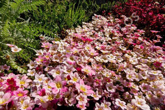 Lomikámen arendsův 'Highlander Rose' - Saxifraga x arendsii 'Highlander Rose'