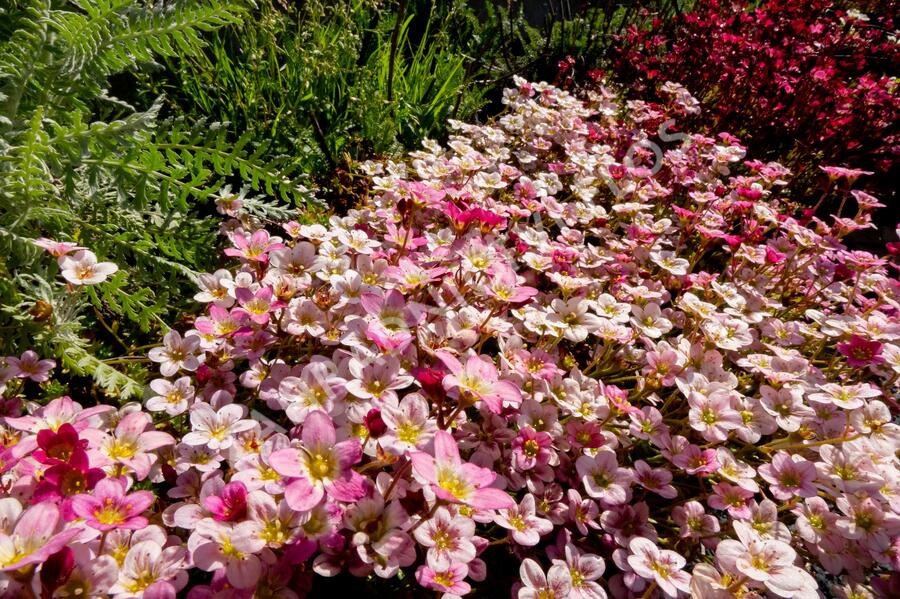 Lomikámen arendsův 'Highlander Rose' - Saxifraga x arendsii 'Highlander Rose'