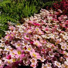 Lomikámen arendsův 'Highlander Rose' - Saxifraga x arendsii 'Highlander Rose'