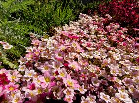Lomikámen arendsův 'Highlander Rose' - Saxifraga x arendsii 'Highlander Rose'