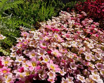 Lomikámen arendsův 'Highlander Rose'