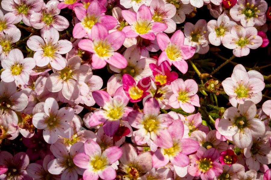 Lomikámen arendsův 'Highlander Rose' - Saxifraga x arendsii 'Highlander Rose'