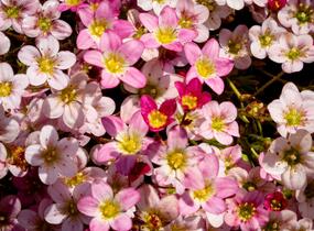 Lomikámen arendsův 'Highlander Rose' - Saxifraga x arendsii 'Highlander Rose'