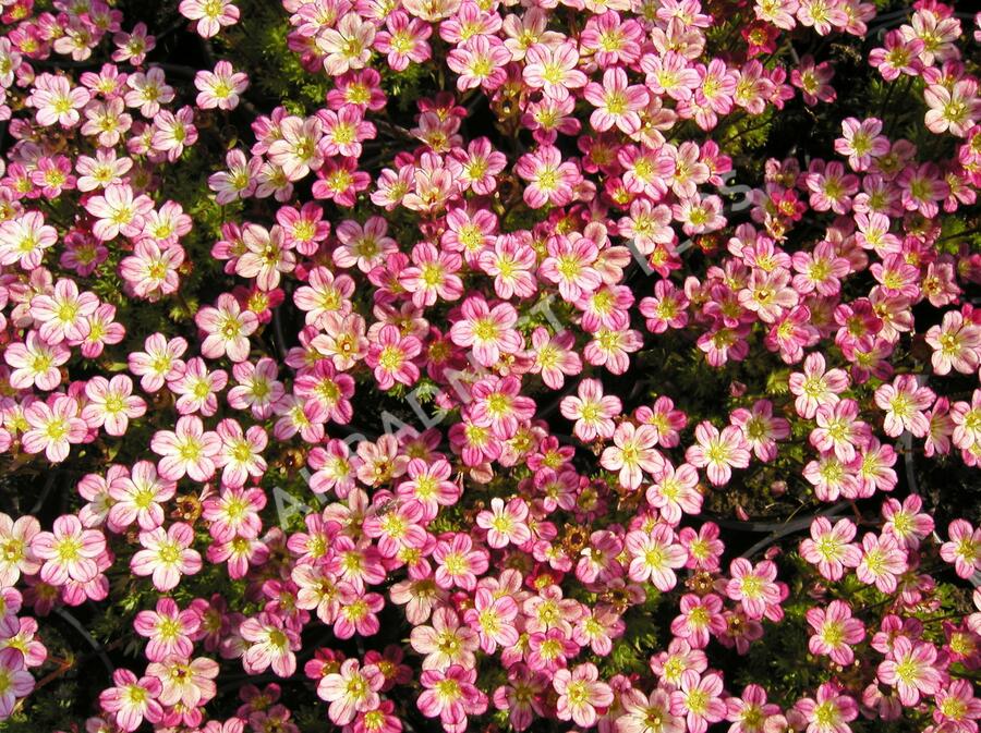 Lomikámen arendsův 'Highlander Rose' - Saxifraga x arendsii 'Highlander Rose'