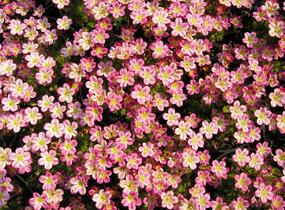 Lomikámen arendsův 'Highlander Rose' - Saxifraga x arendsii 'Highlander Rose'