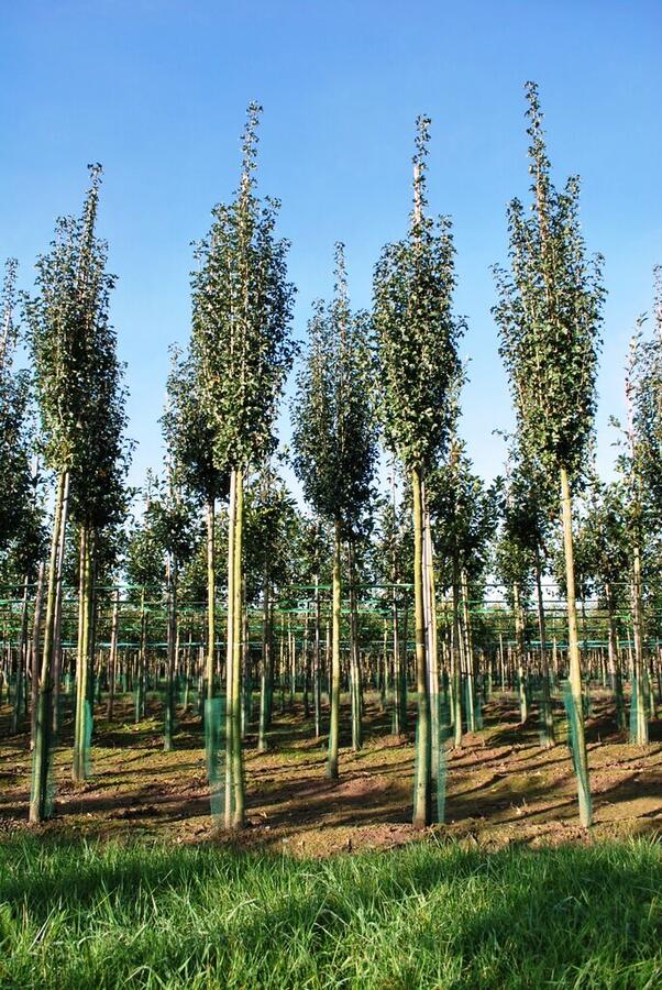 Hloh jednosemenný 'Stricta' - Crataegus monogyna 'Stricta'