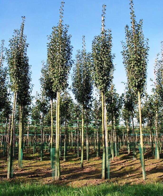 Hloh jednosemenný 'Stricta' - Crataegus monogyna 'Stricta'
