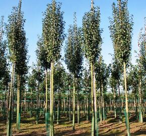 Hloh jednosemenný 'Stricta' - Crataegus monogyna 'Stricta'