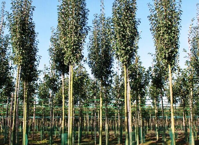 Hloh jednosemenný 'Stricta' - Crataegus monogyna 'Stricta'