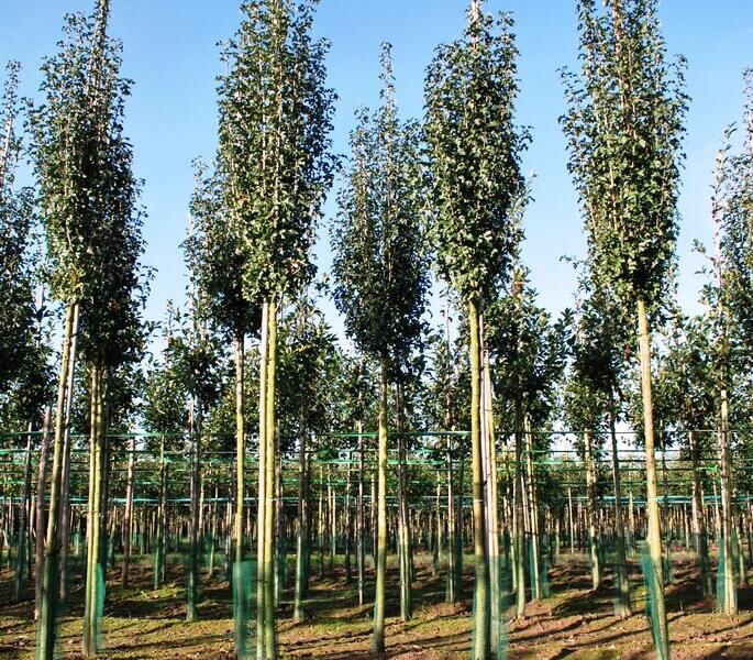 Hloh jednosemenný 'Stricta' - Crataegus monogyna 'Stricta'