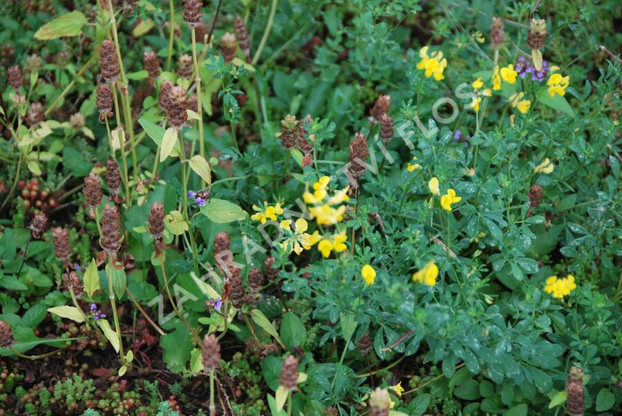 Koberec z rozchodníků a divokých rostlin - Sedum a divoké rostliny - předpěstované rohože