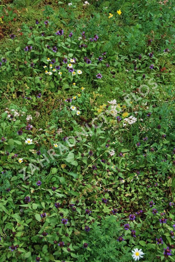 Koberec z rozchodníků a divokých rostlin - Sedum a divoké rostliny - předpěstované rohože