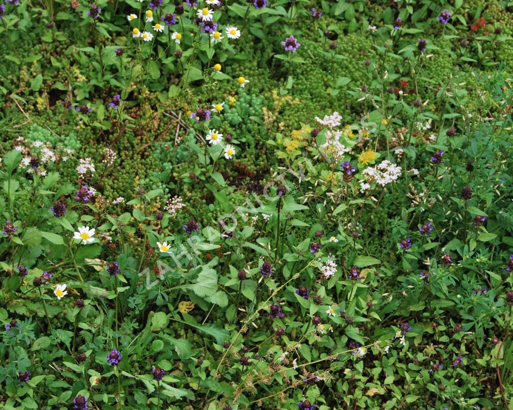 Koberec z rozchodníků a divokých rostlin - Sedum a divoké rostliny - předpěstované rohože