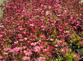 Lomikámen arendsův 'Highlander Red' - Saxifraga x arendsii 'Highlander Red'
