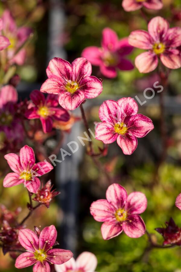 Lomikámen arendsův 'Highlander Red' - Saxifraga x arendsii 'Highlander Red'