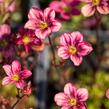 Lomikámen arendsův 'Highlander Red' - Saxifraga x arendsii 'Highlander Red'