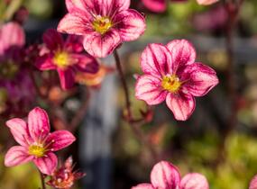 Lomikámen arendsův 'Highlander Red' - Saxifraga x arendsii 'Highlander Red'
