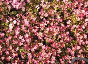 Lomikámen arendsův 'Highlander Red' - Saxifraga x arendsii 'Highlander Red'