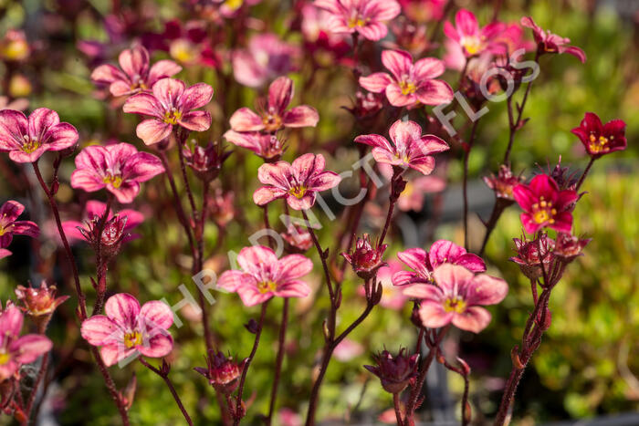 Lomikámen arendsův 'Highlander Red' - Saxifraga x arendsii 'Highlander Red'
