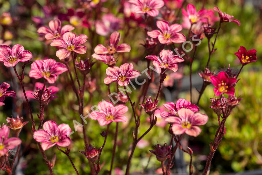 Lomikámen arendsův 'Highlander Red' - Saxifraga x arendsii 'Highlander Red'
